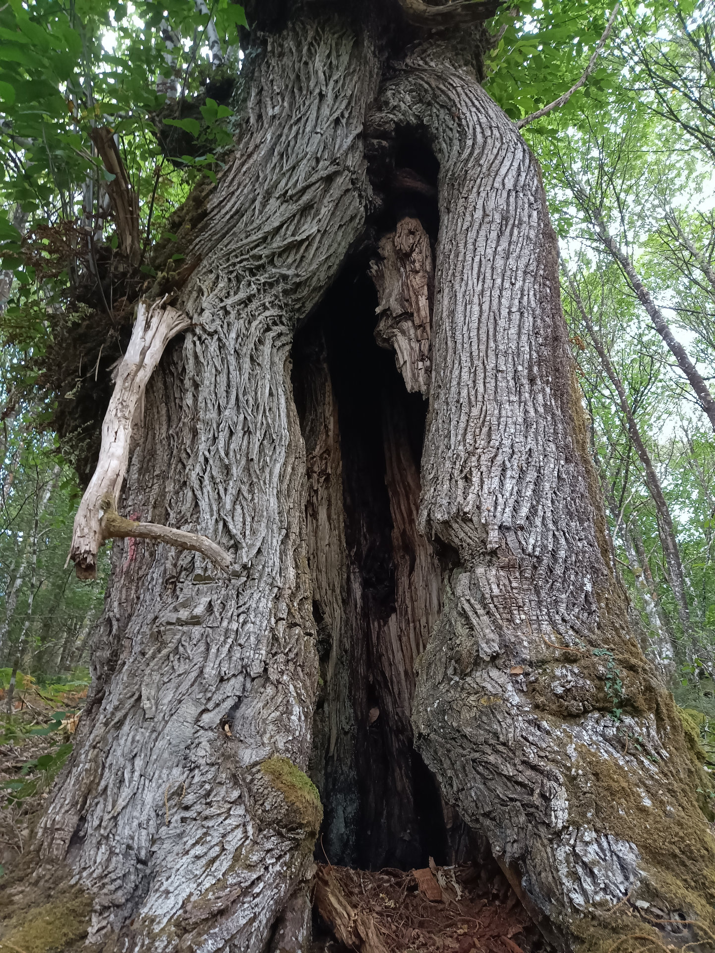 Castiñeiro con caroca