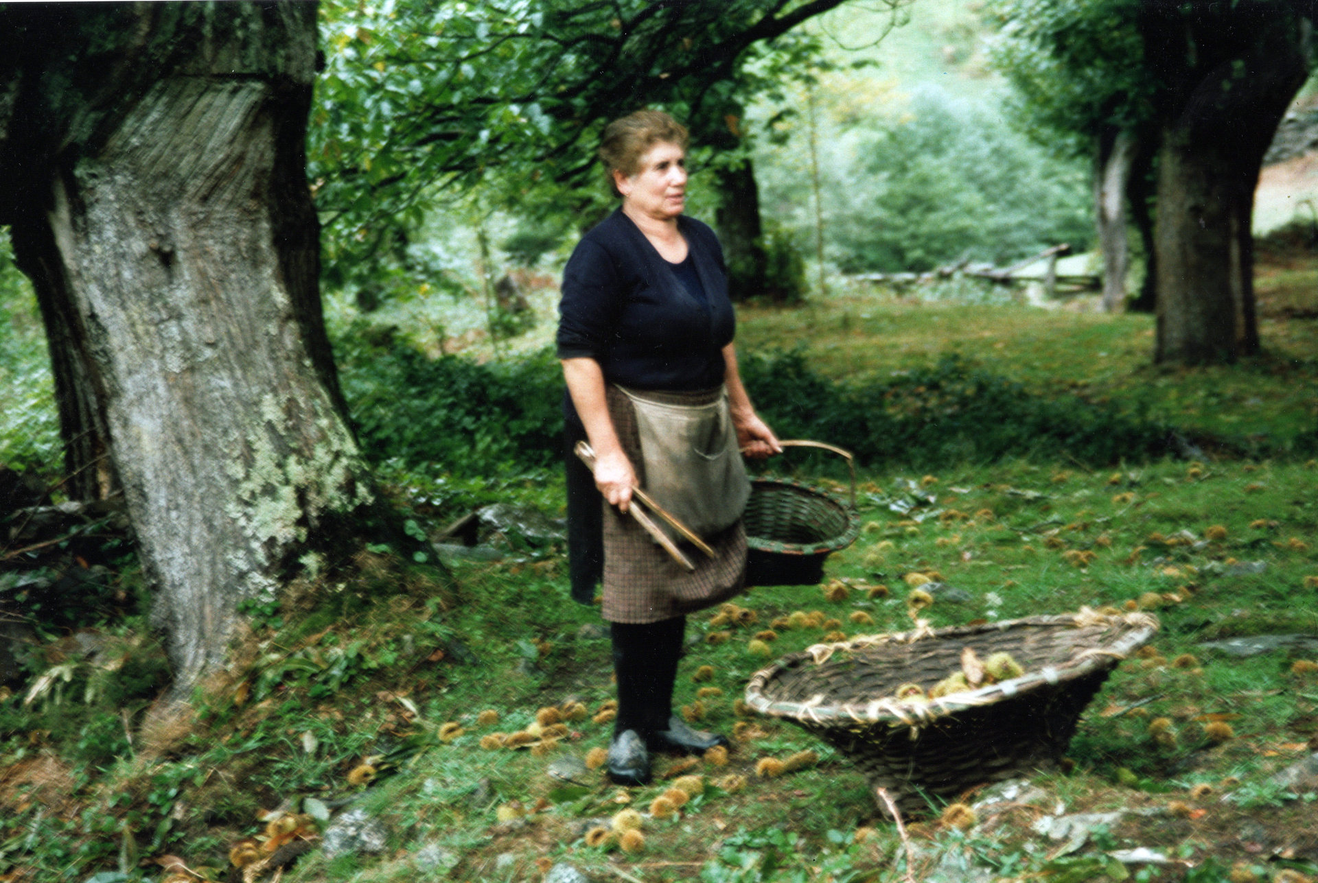 Apañando ourizos para o peselo