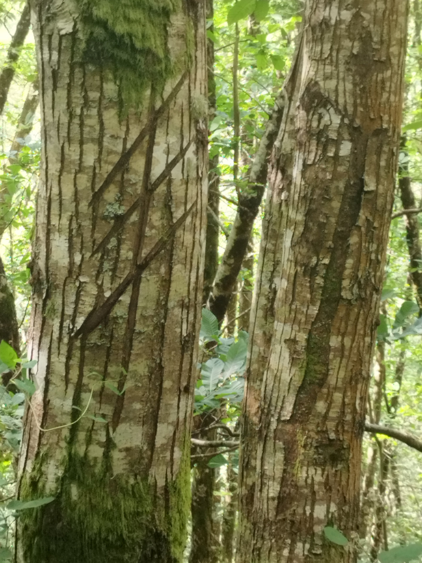 Marca de propiedade do Castiñeiro