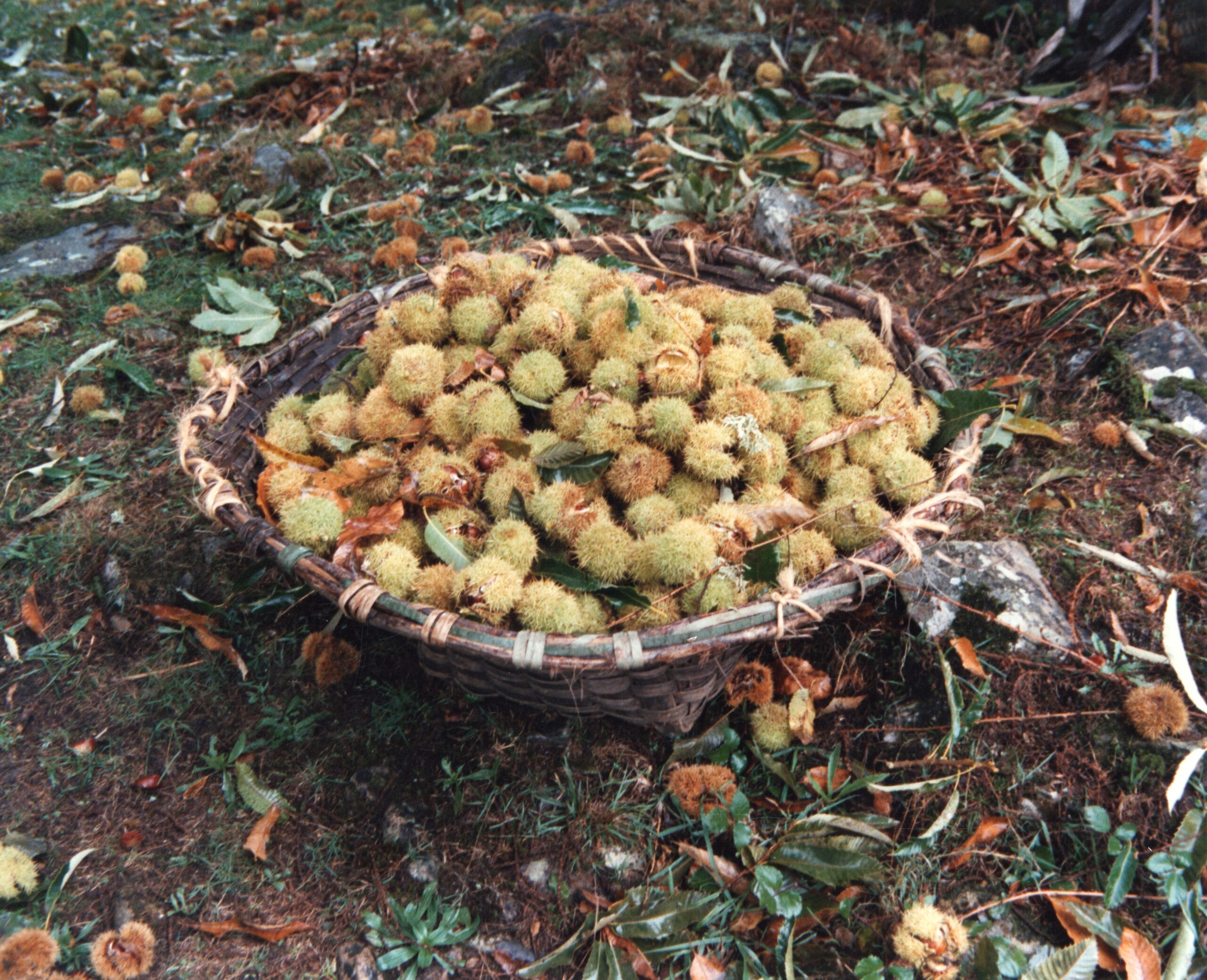 Peselo con ourizos preparado para levar para a corripa
