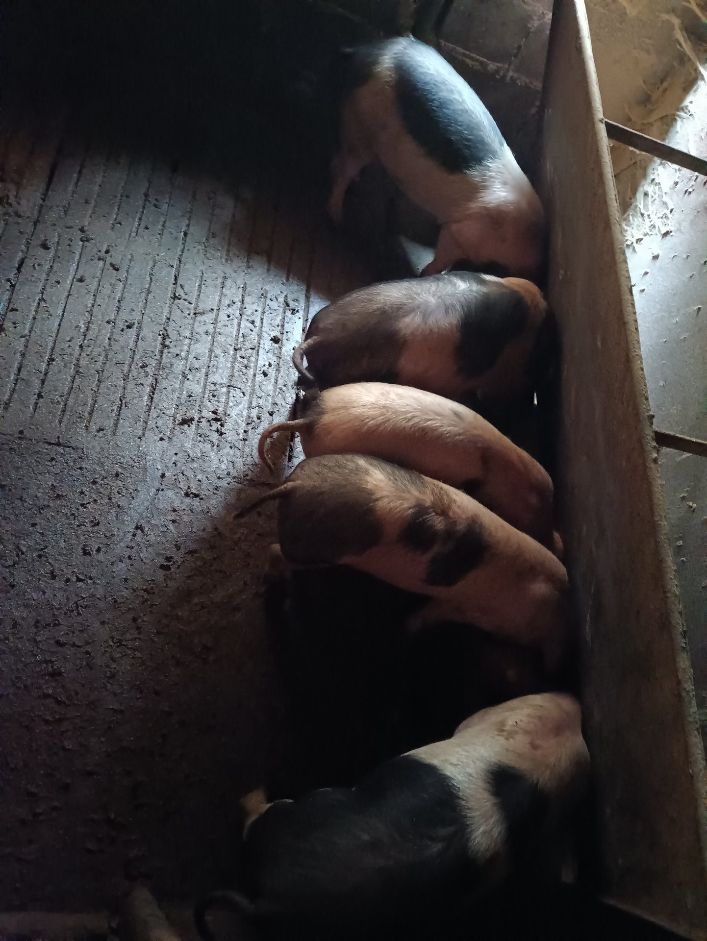 Cochos comendo no baño