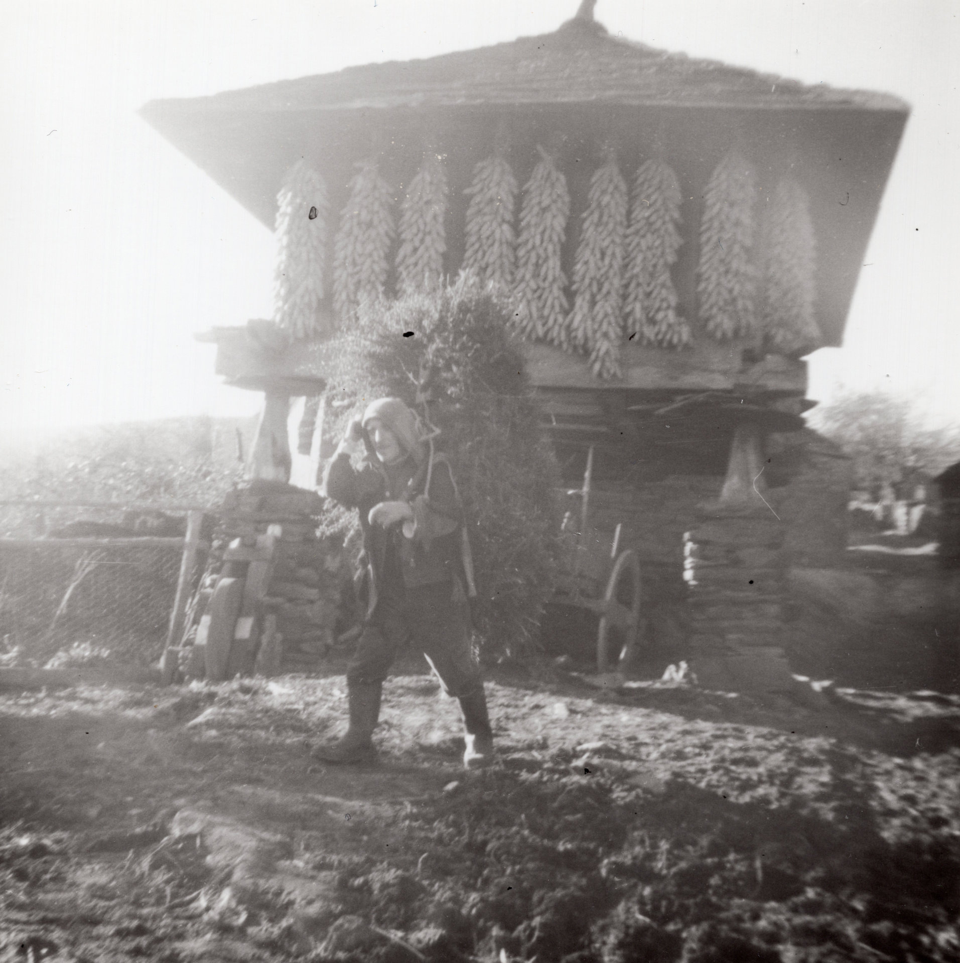 Restres de millo colgando no horro, por diante un home cun feixe de toxo